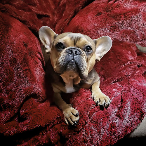 Luxury Faux Fur Throw Blanket