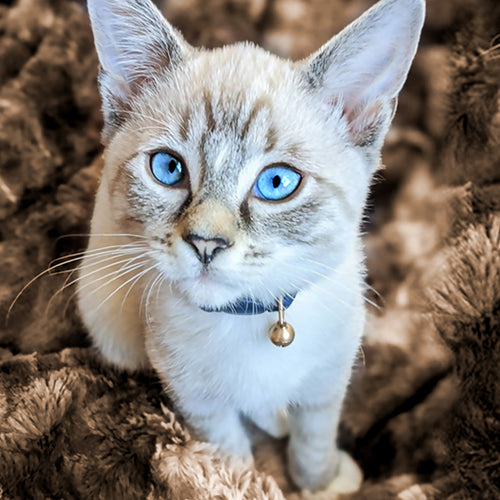 Luxury Faux Fur Throw Blanket