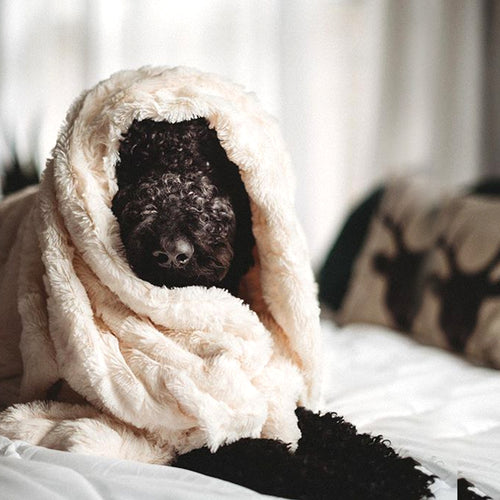 Luxury Faux Fur Throw Blanket